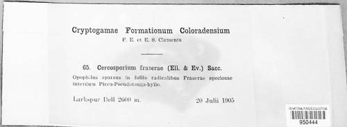 Pseudocercospora fraserae image